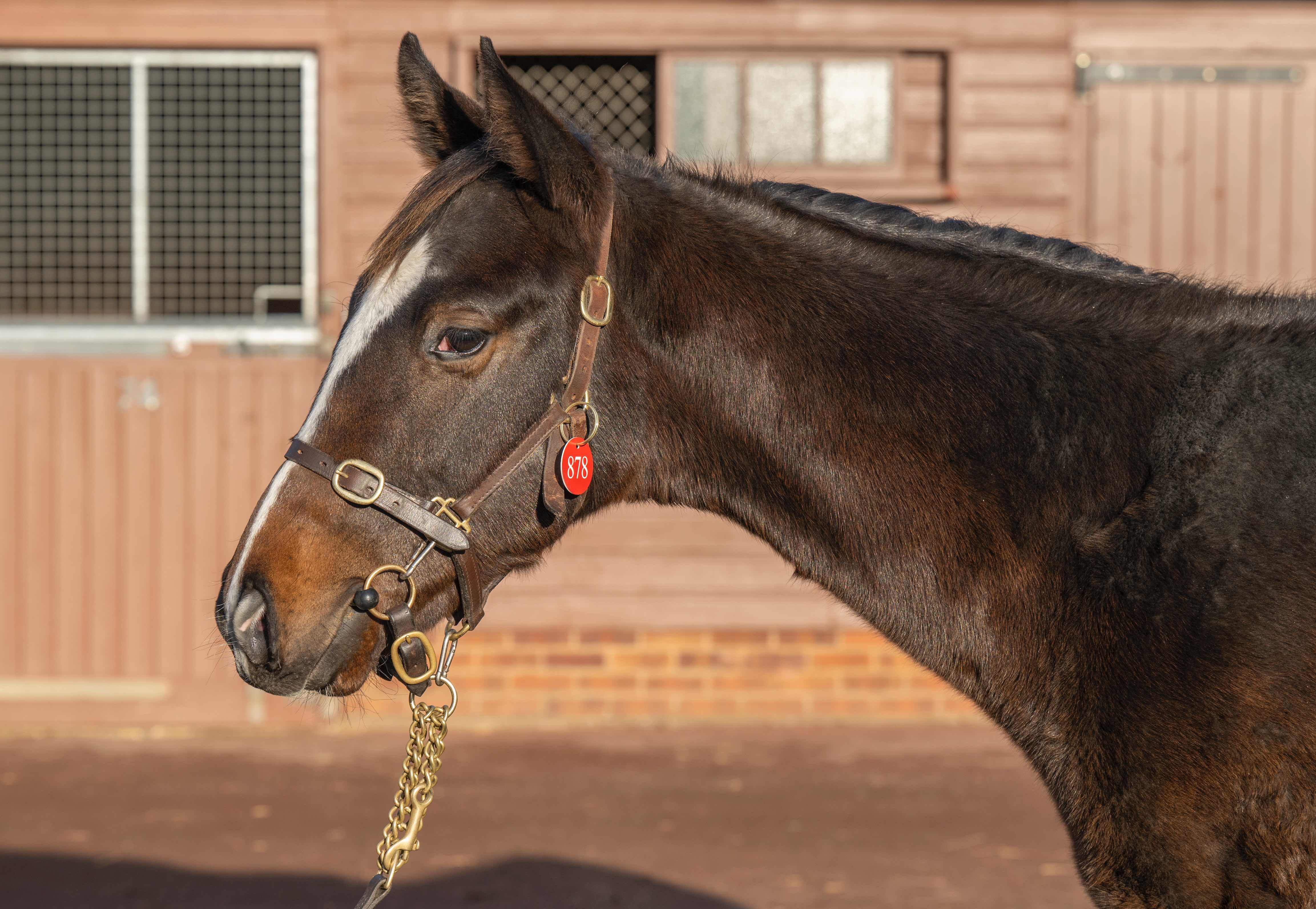 Sales for Half Brothers/Sisters